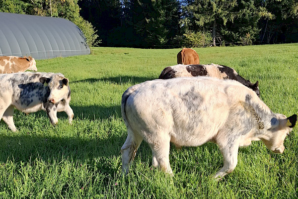 Unsere Ochsen wieder Zuhause....